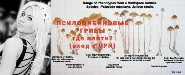 a pvp Белокуриха